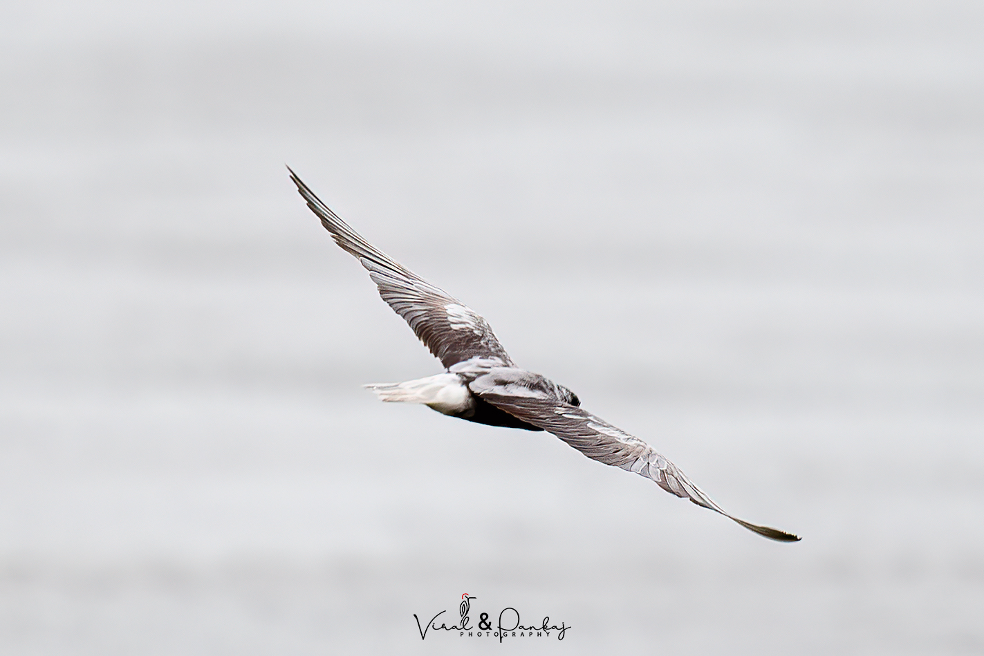 White-winged Tern 